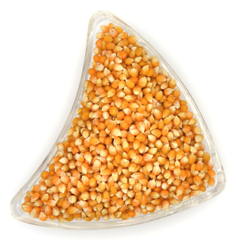 POPCORN KUKURYDZA ZIARNO 1kg POPCORN KUKURYDZA ZIARNO 1kg